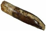 Fossil Sauropod Dinosaur (Titanosaur) Tooth - Morocco #298514-1